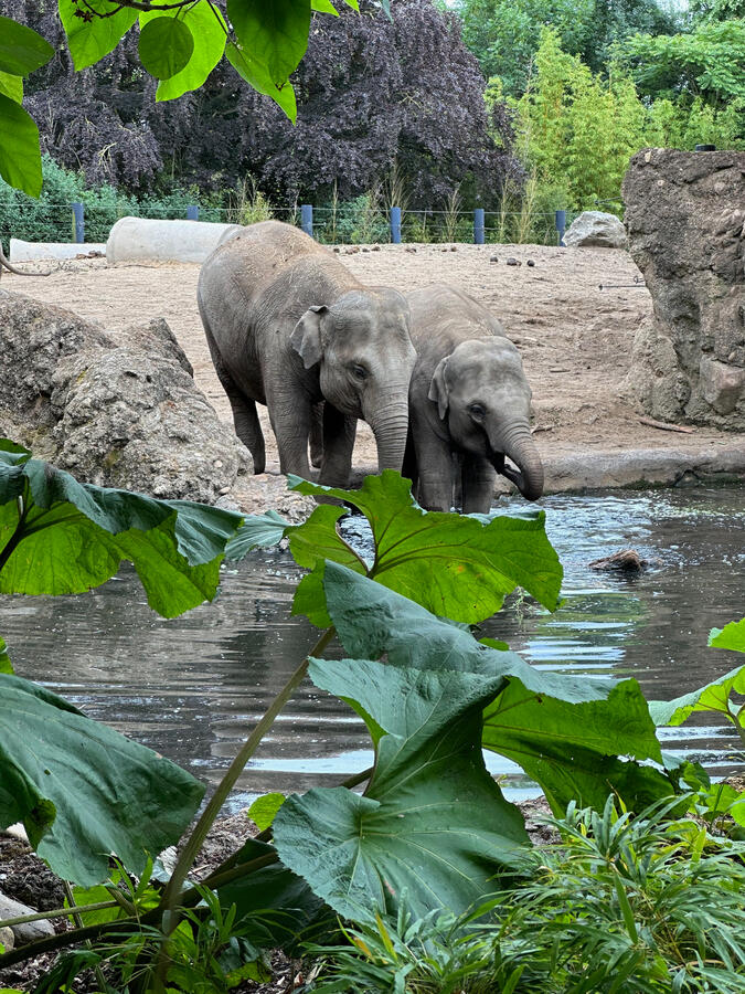 Dublin Zoo