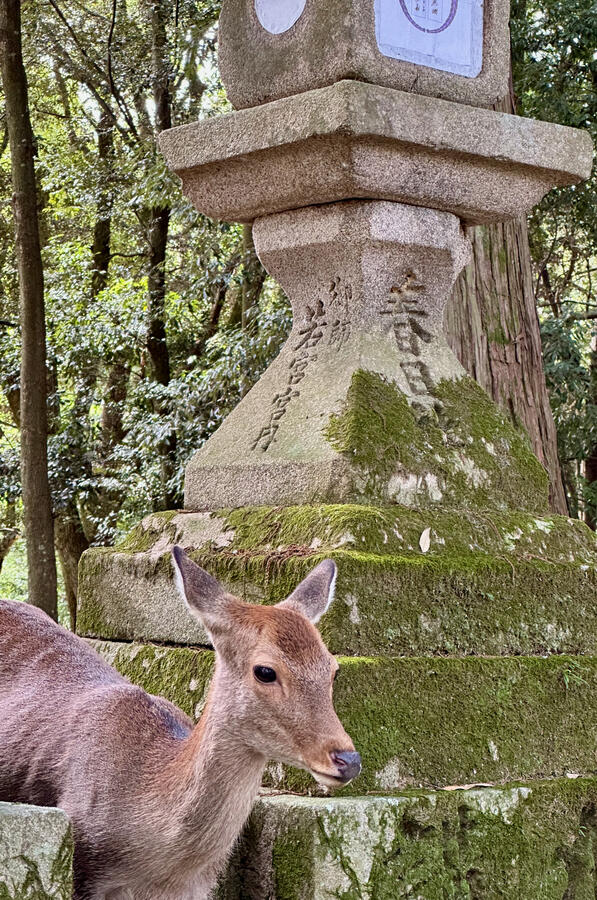 Nara Park