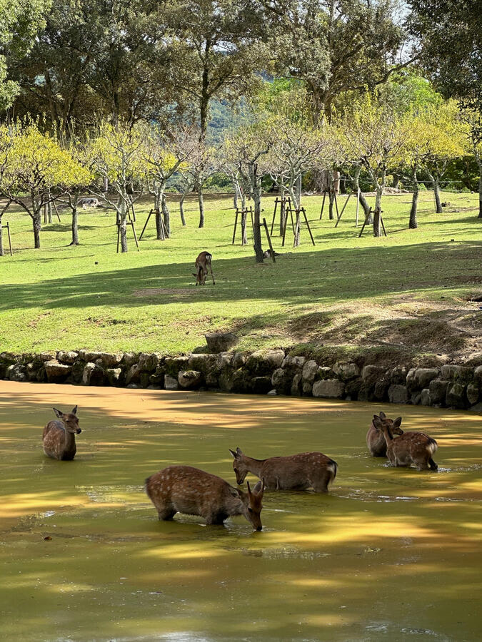 Nara Park