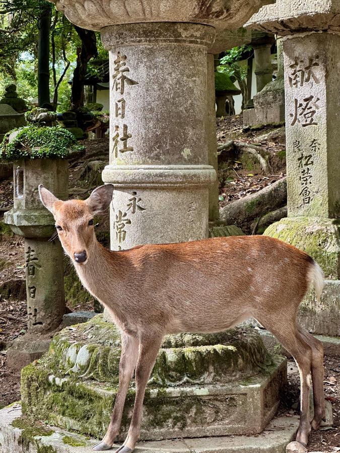 Nara Park